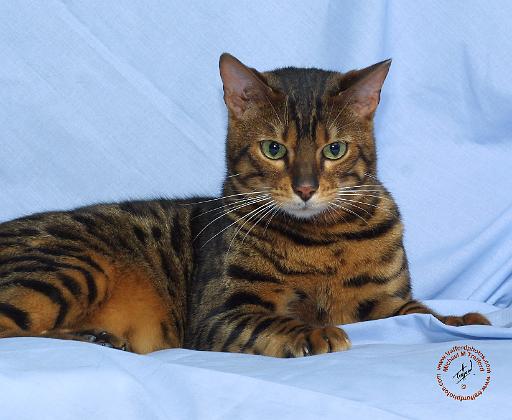 Bengal Cat 9W052D-023.JPG